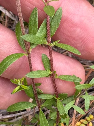 Illinois Pinweed