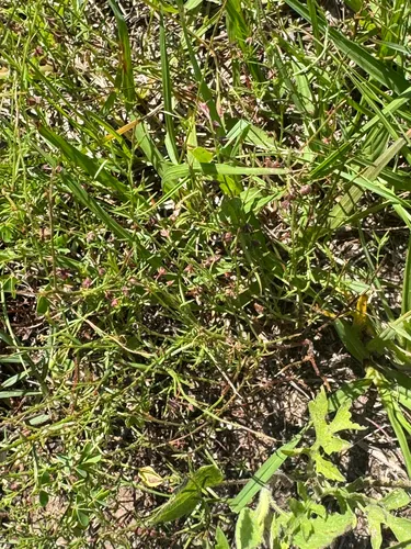 San Saba Pinweed — photo by Chet Burrier