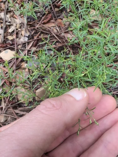 Narrowleaf Pinweed — photo by waywardtadpole