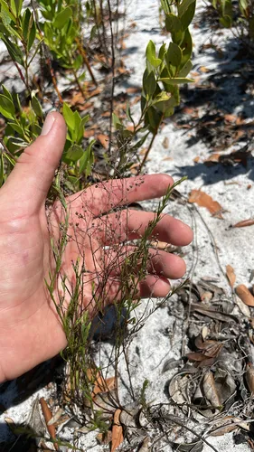Piedmont Pinweed — photo by nathan_wood12