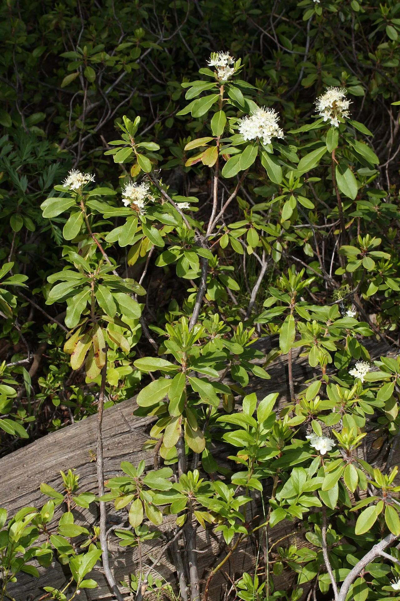 Western Labrador Tea