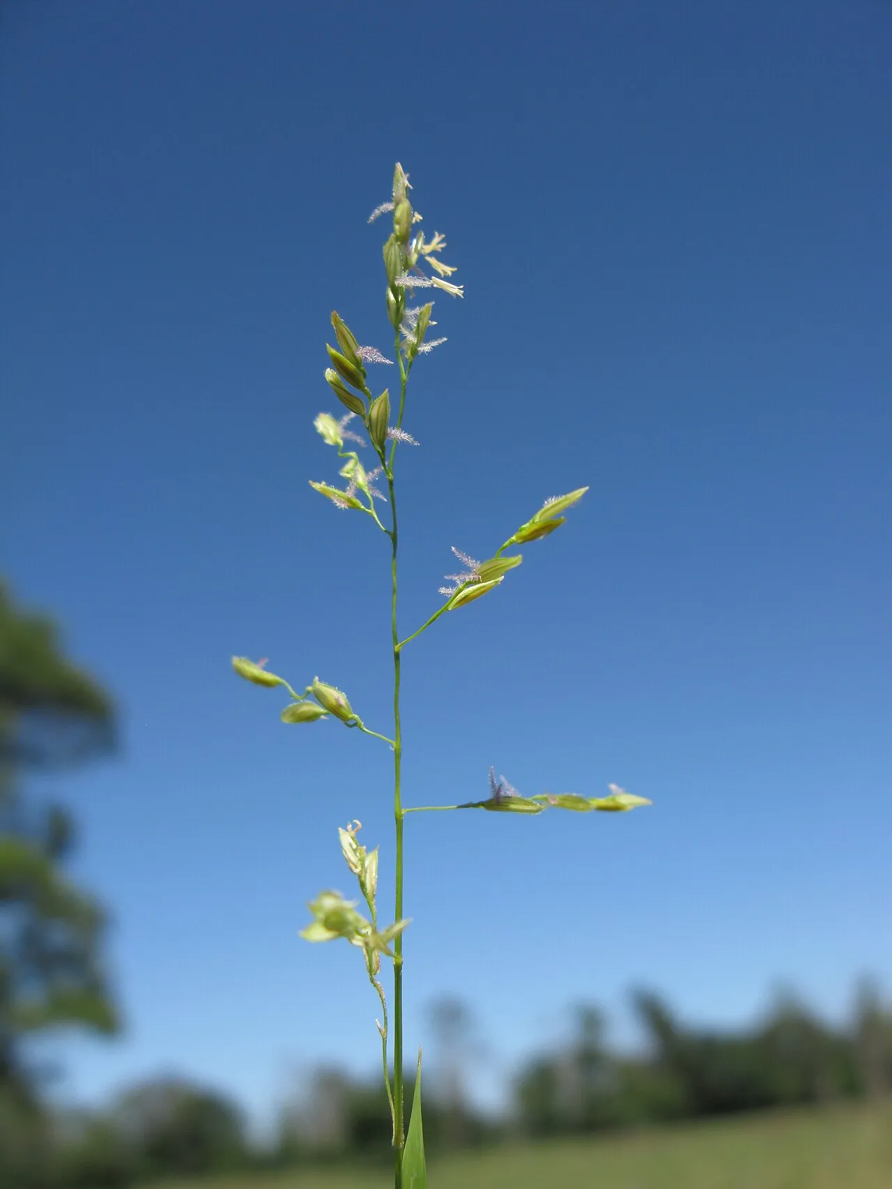 Southern Cutgrass — photo by Macleay Grass Man