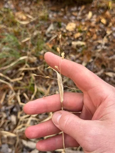 Catchfly Grass