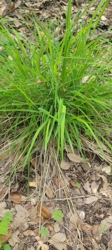 Bunch Cutgrass