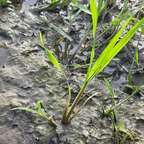 Rice Cutgrass