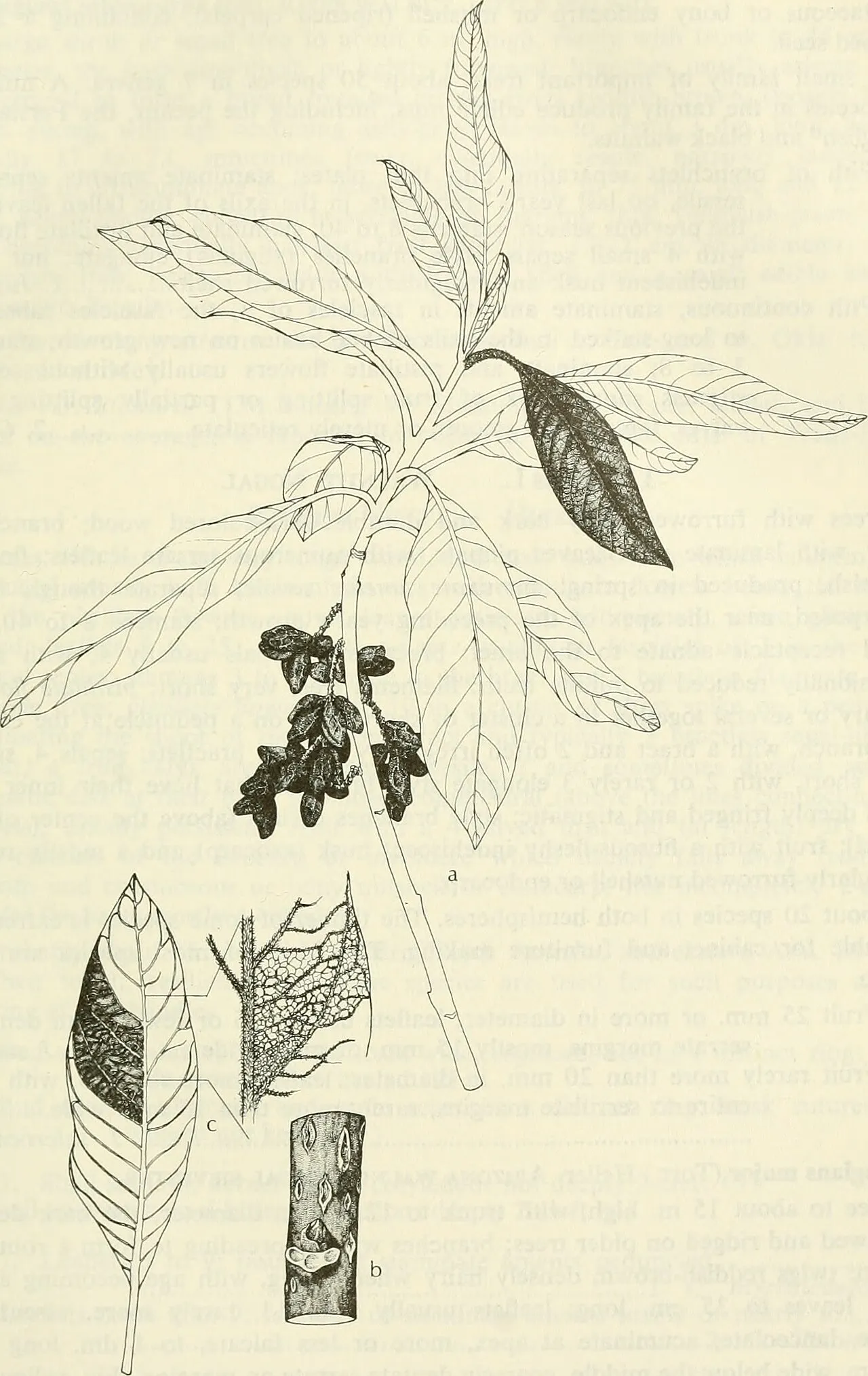 Corkwood