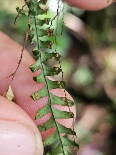Jamaican Lellingeria