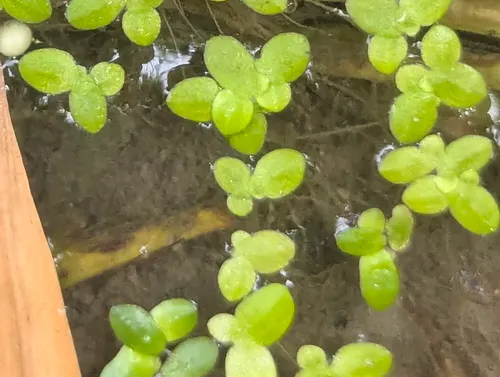 Lesser Duckweed