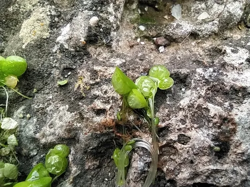 Swollen Duckweed