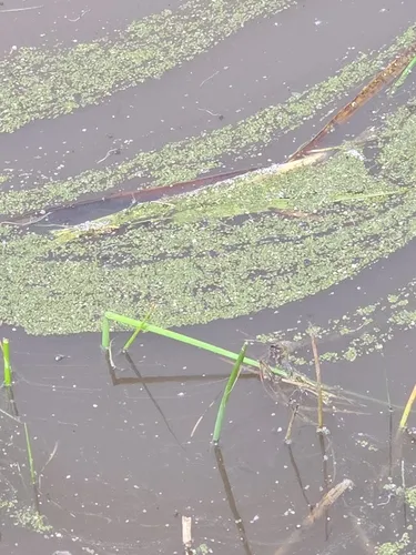 Common Duckweed