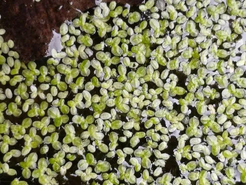 Least Duckweed