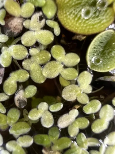 Little Duckweed