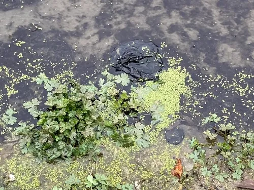 Minute Duckweed — photo by campbellfmh
