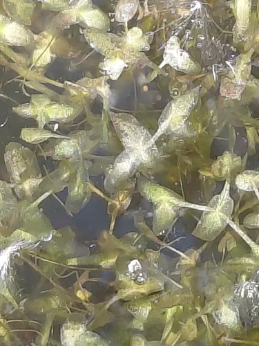 Star Duckweed