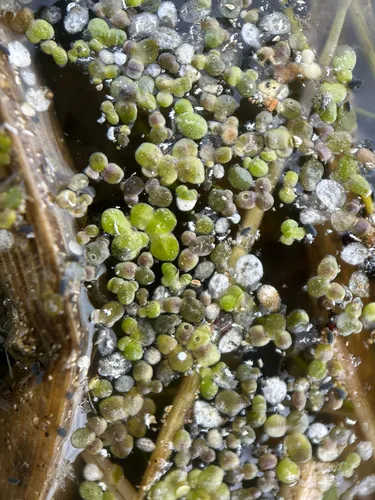 Turion Duckweed — photo by Kallum McDonald