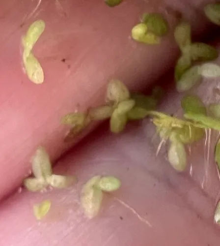 Valdivia Duckweed — photo by James K. Wetterer