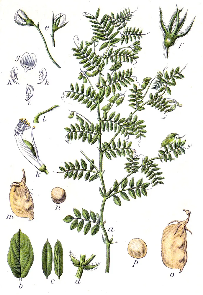 Lentil — photo by Johann Georg Sturm (Painter: Jacob Sturm )