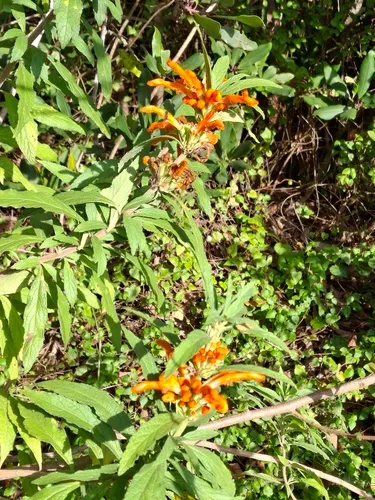 Lion's Ear
