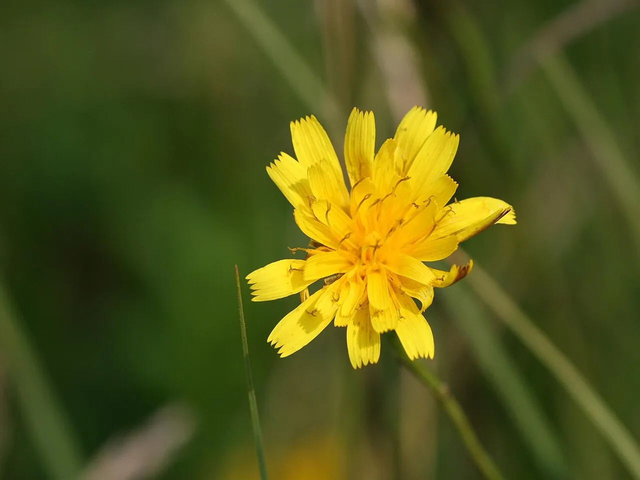Fall Dandelion