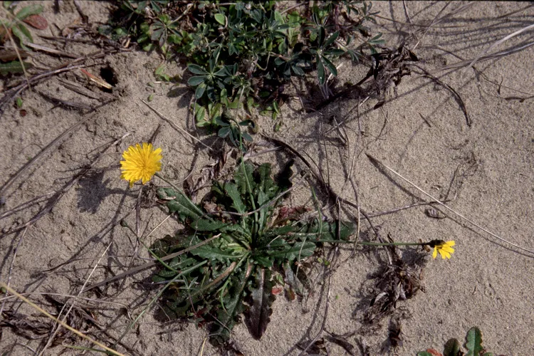 Lesser Hawkbit