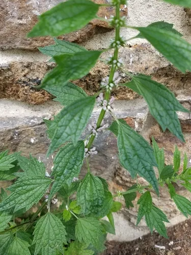 Common Motherwort