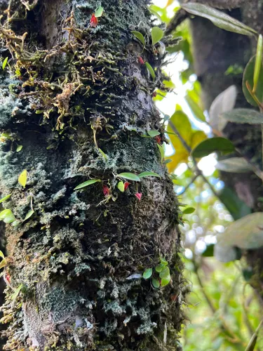 Carite Babyboot Orchid