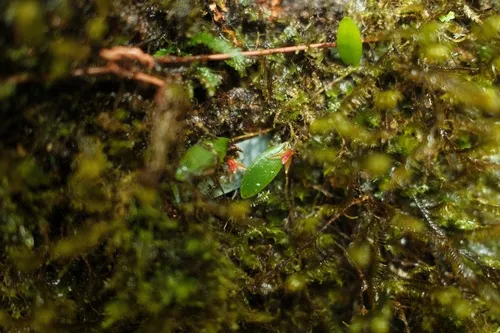 Luquillo Mountain Babyboot Orchid