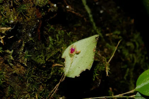Forest Babyboot Orchid