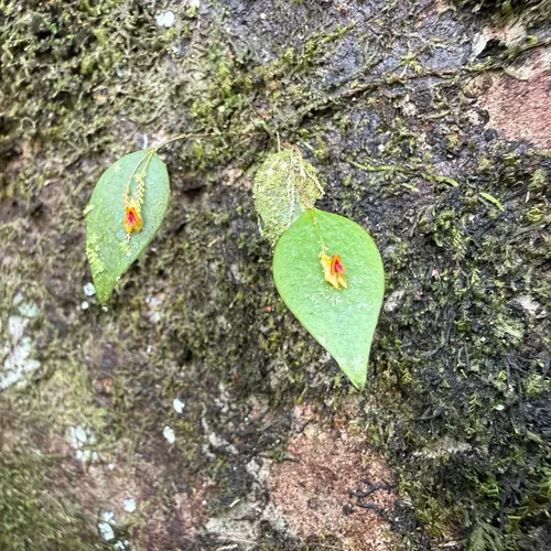 Rock Babyboot Orchid — photo by Omar Monzon Carmona