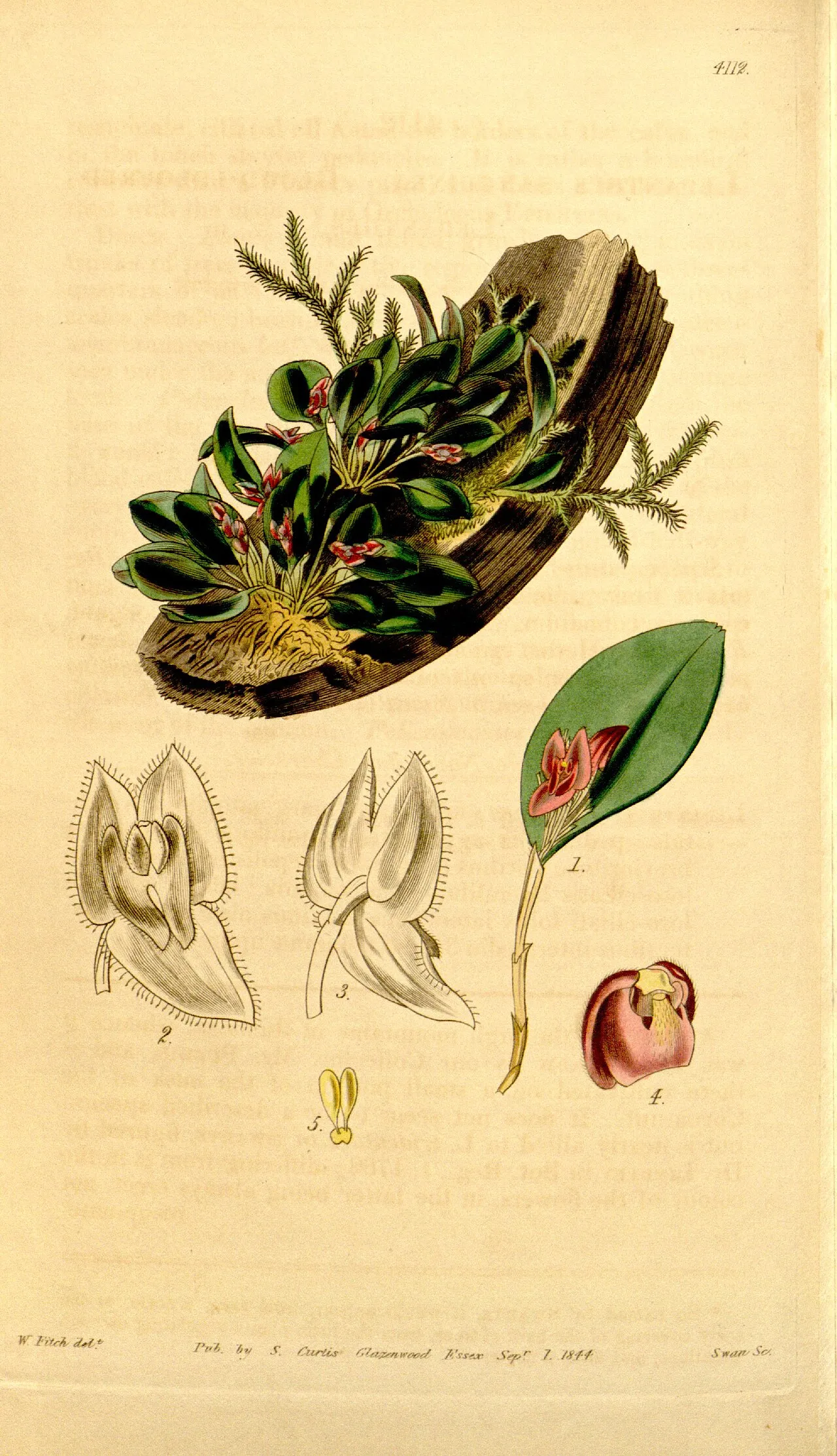 Jamaican Babyboot Orchid