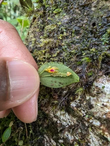 Puerto Rico Babyboot Orchid