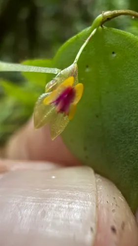 Woodbury's Babyboot Orchid — photo by antoniobulnes