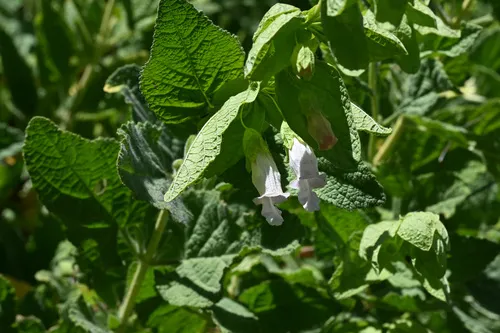 Ross' Pitcher Sage