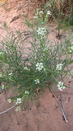 Mesa Pepperwort — photo by jmena9