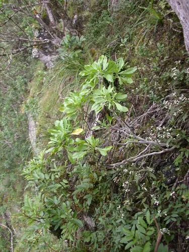 Waianae Range Pepperwort — photo by Kenneth R. Wood (NTBG)