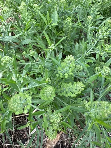 Southern Pepperwort — photo by kathleenf211
