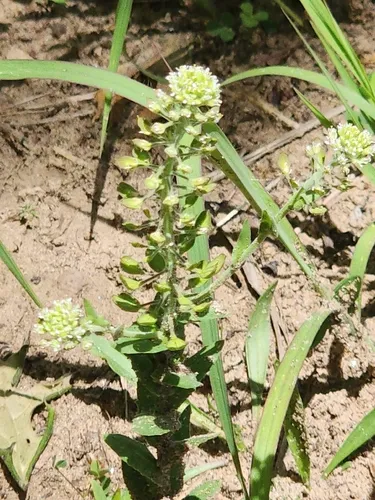 Field Pepperweed — photo by adam_timpf