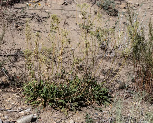 Alkali Pepperweed