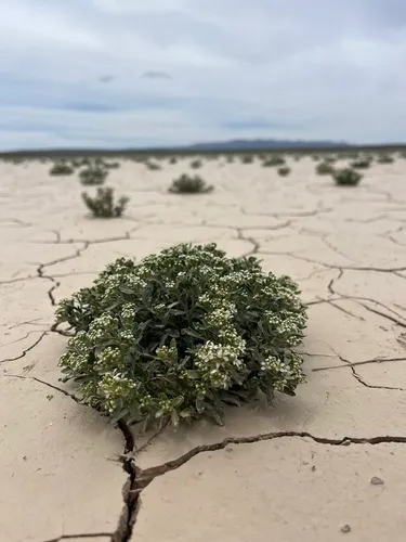 Davis' Pepperweed