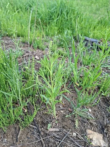 Common Pepperweed