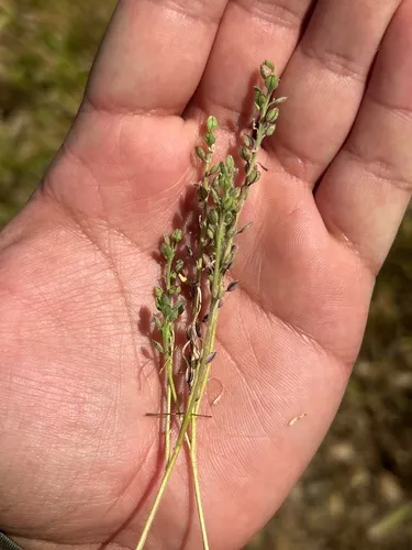 Alkali Pepperweed