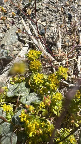 Yellow Pepperweed — photo by Michelle Skip Vasquez