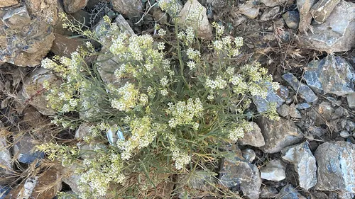 Desert Pepperweed