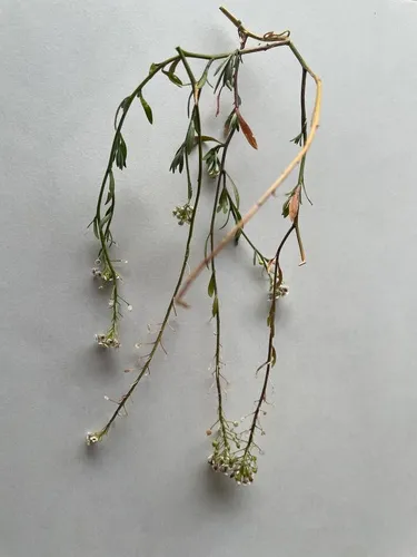 Grassleaf Pepperweed — photo by David Gelices