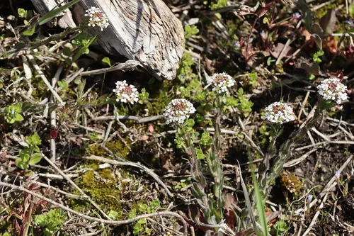 Purpleanther Field Pepperweed — photo by Sue Elwell