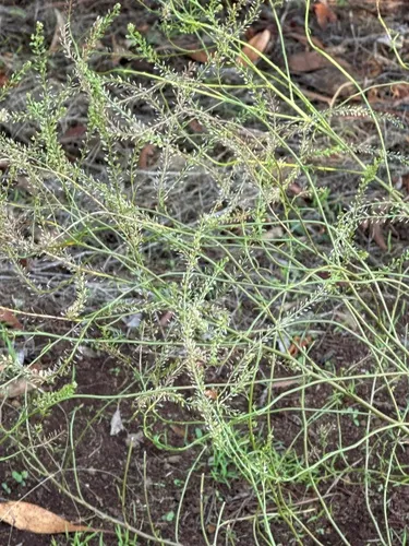 Hyssopleaf Pepperweed — photo by ambikab