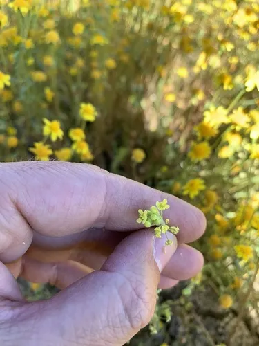 Jared's Pepperweed — photo by botaniconn
