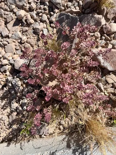 Wright's Pepperweed (var. wrightii) — photo by lynda nugent