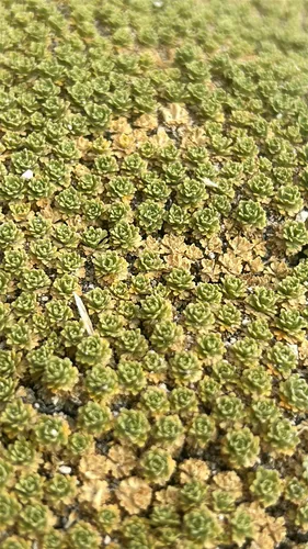 Dwarf Pepperweed — photo by Alec Outchea