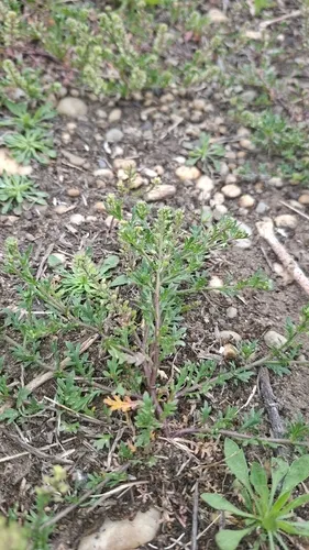 Veiny Pepperweed (var. insulare) — photo by Attila Rigó